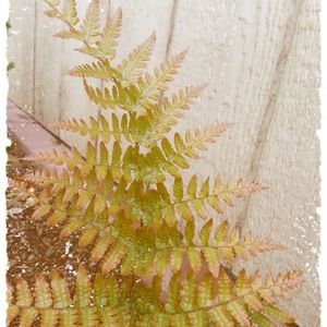 Meet your Posher, Kaye